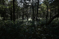 上高地 梓川右岸道