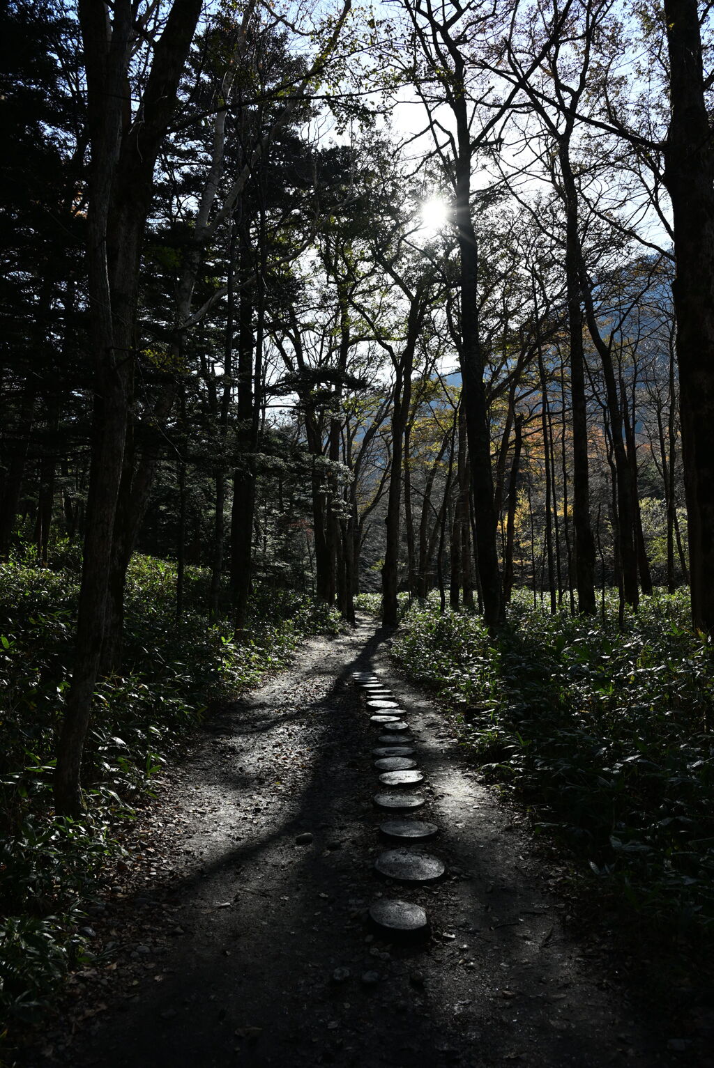 上高地 梓川右岸道