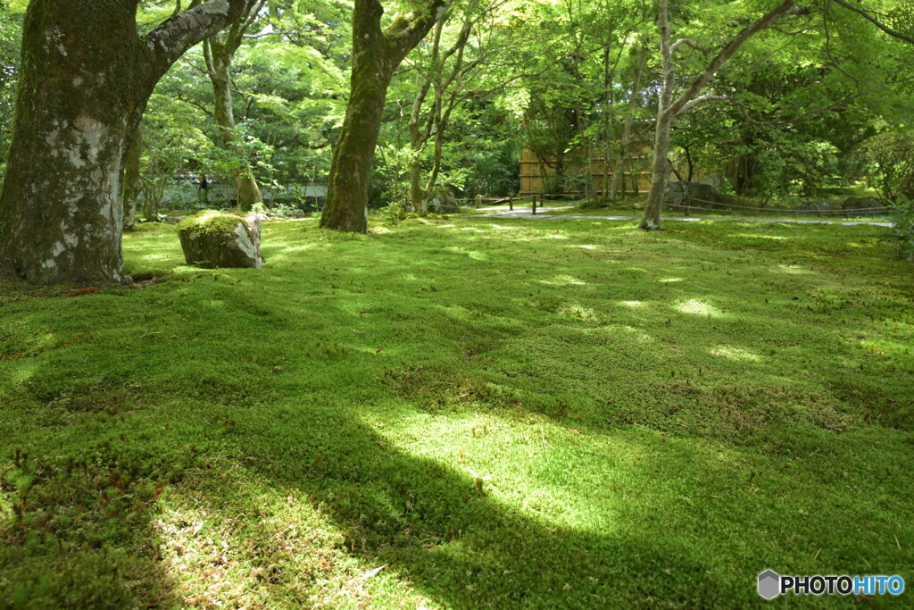 苔の世界