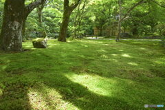 苔の世界