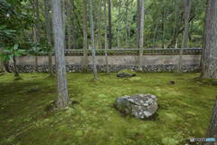 苔の世界