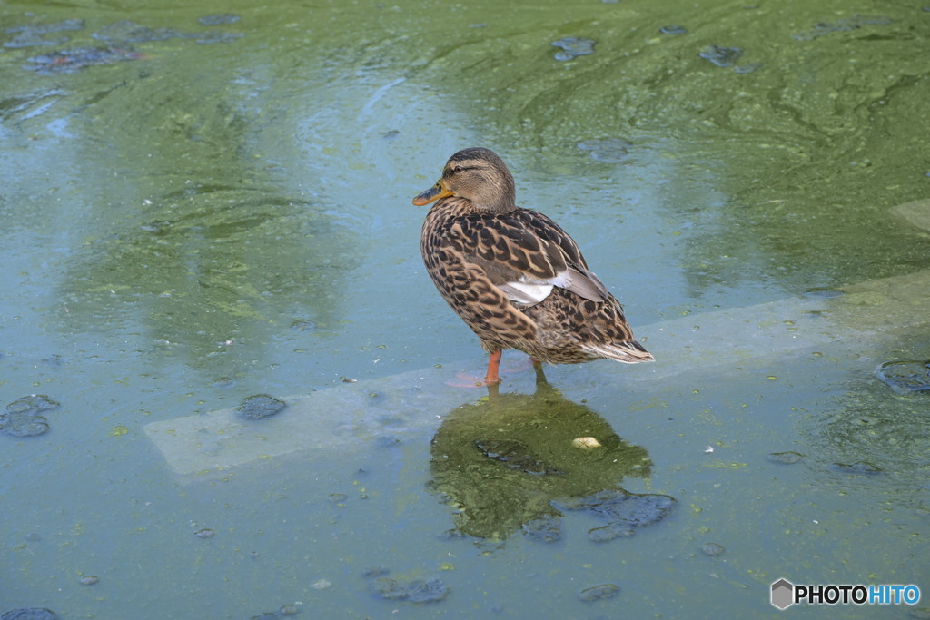 池の浅瀬に佇む鴨