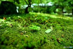 苔のベッドで