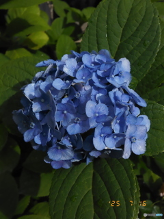 雨上がりの紫陽花