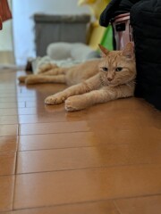 猛暑です