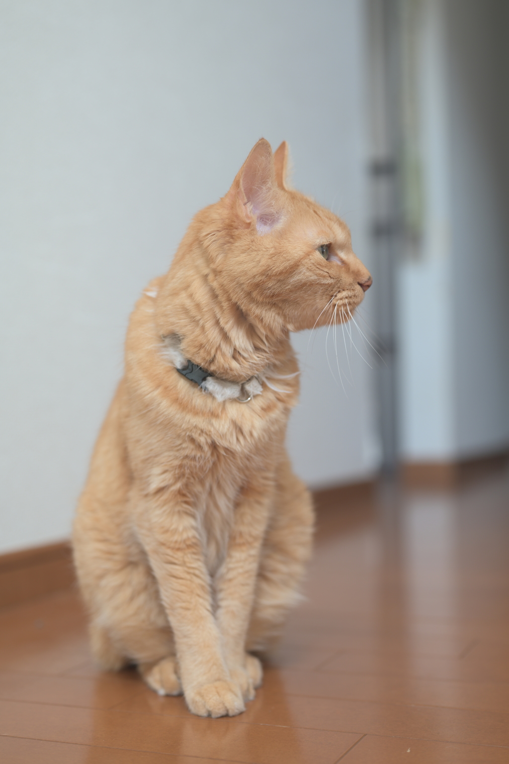 獲物を狙う目だ