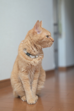 獲物を狙う目だ