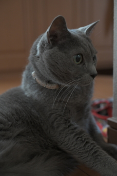 猫っぽいね1