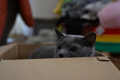 ひょっこり