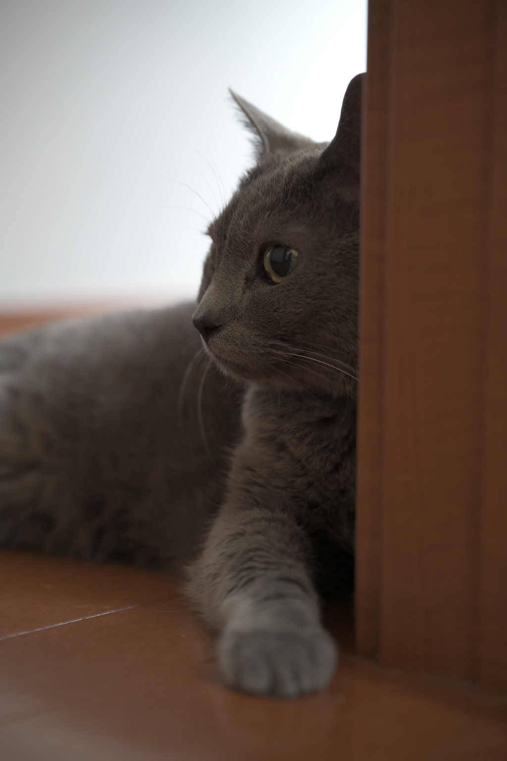 ねこっぽいね2