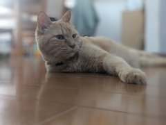 暇だわー