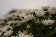 花畑