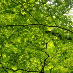 初夏のもみじ