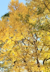 夕日に照らされた銀杏