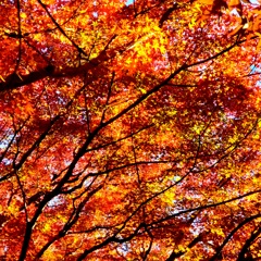 夕日に照らされた紅葉