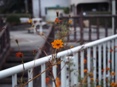 用水路脇のキバナコスモス