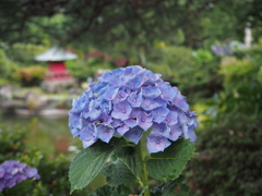 紫陽花