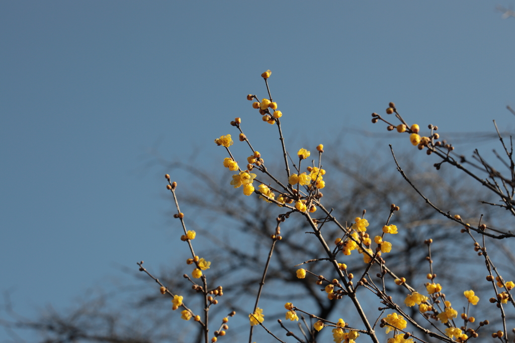 マンゲツロウバイ