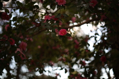 Camellia In The Dark