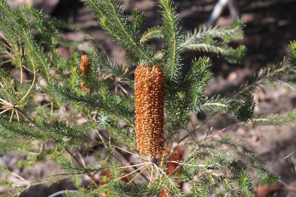 バンクシア　エリシフォリア