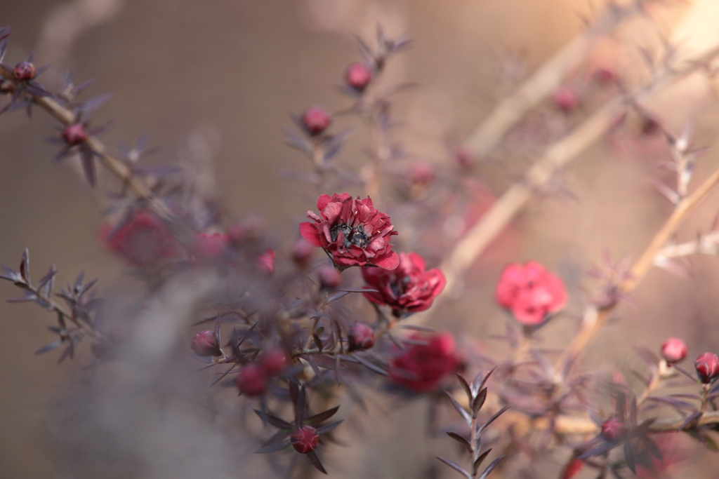 ギョリュウバイ