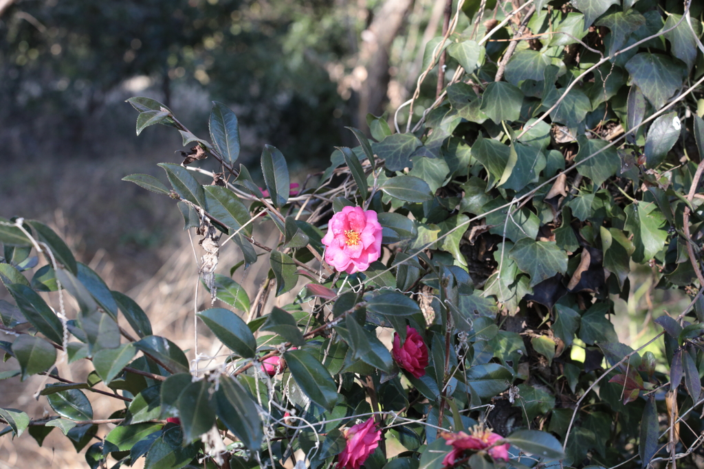 原野の山茶花