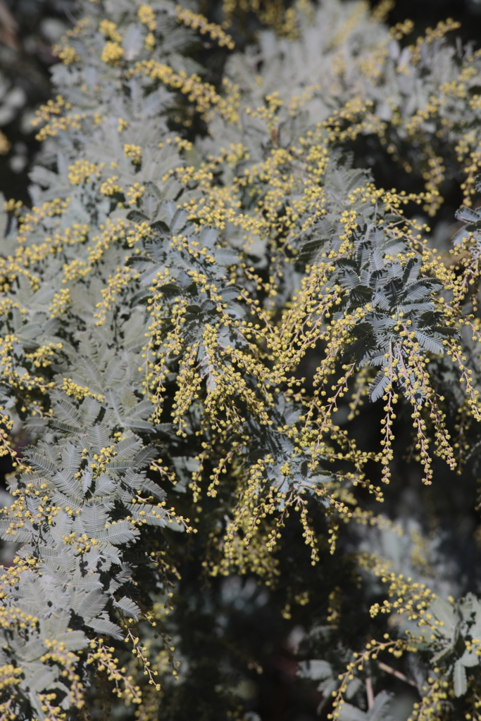 ギンヨウアカシア