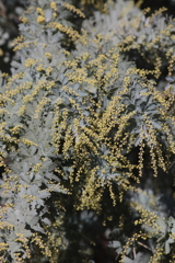 ギンヨウアカシア