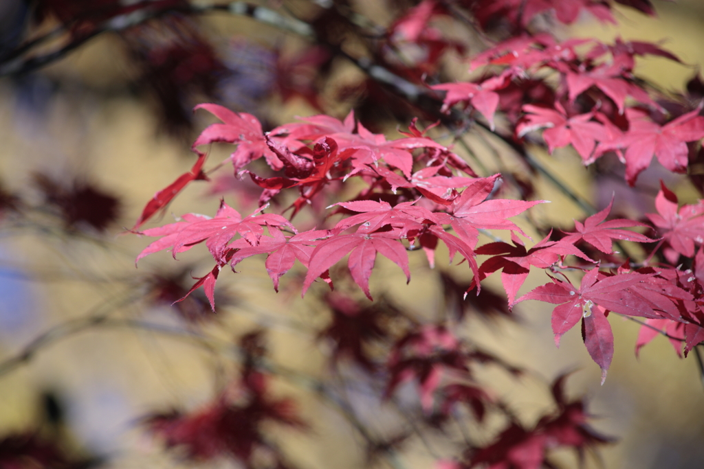黄金の中の紅葉