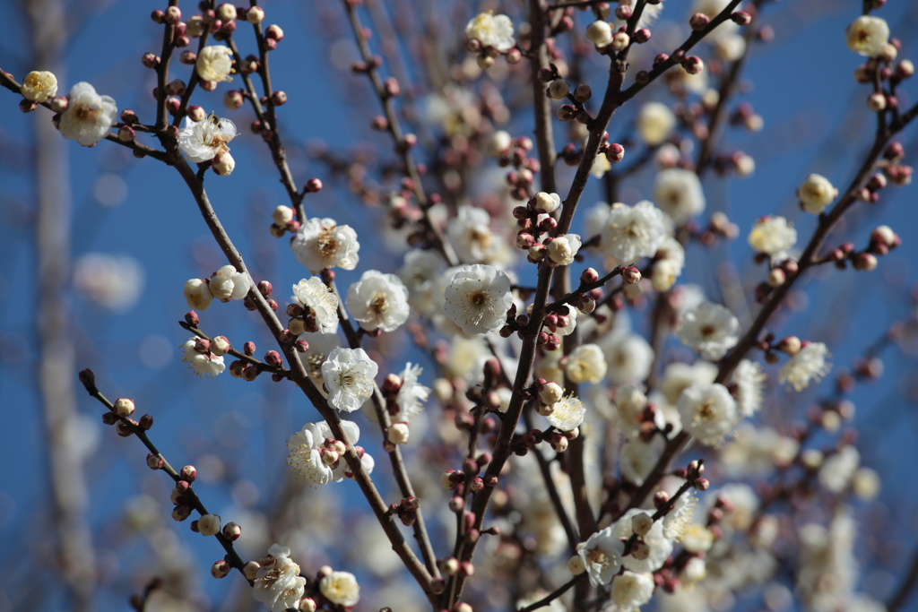 1月の白梅