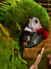 八木山動物公園