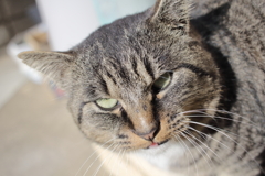 エサをくれよと交渉中