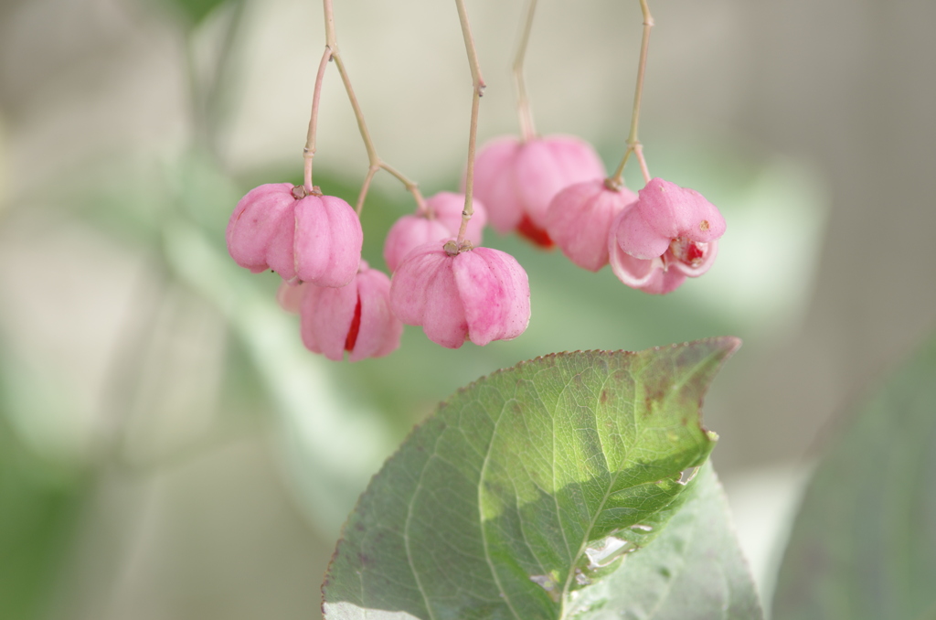 ゆらりゆらりと桃色提灯