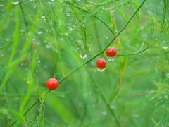 雨上がりphoto #1