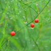 雨上がりphoto #1