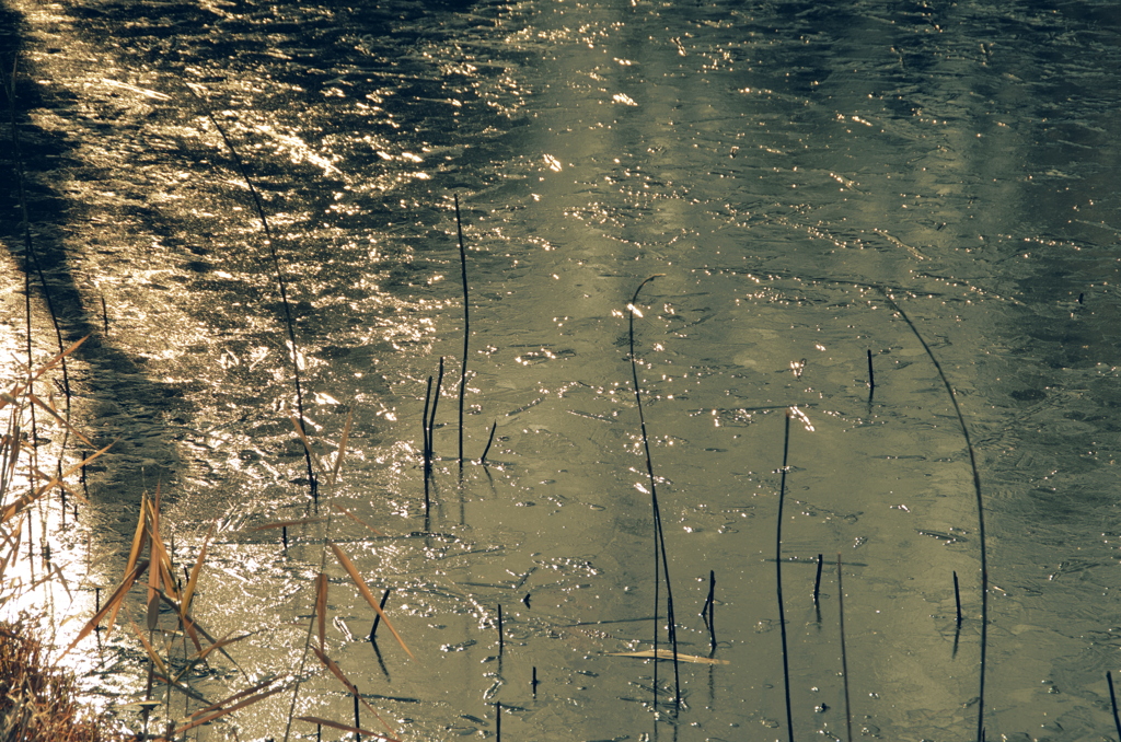 冬の沼、ぼんやり眺めて散歩中