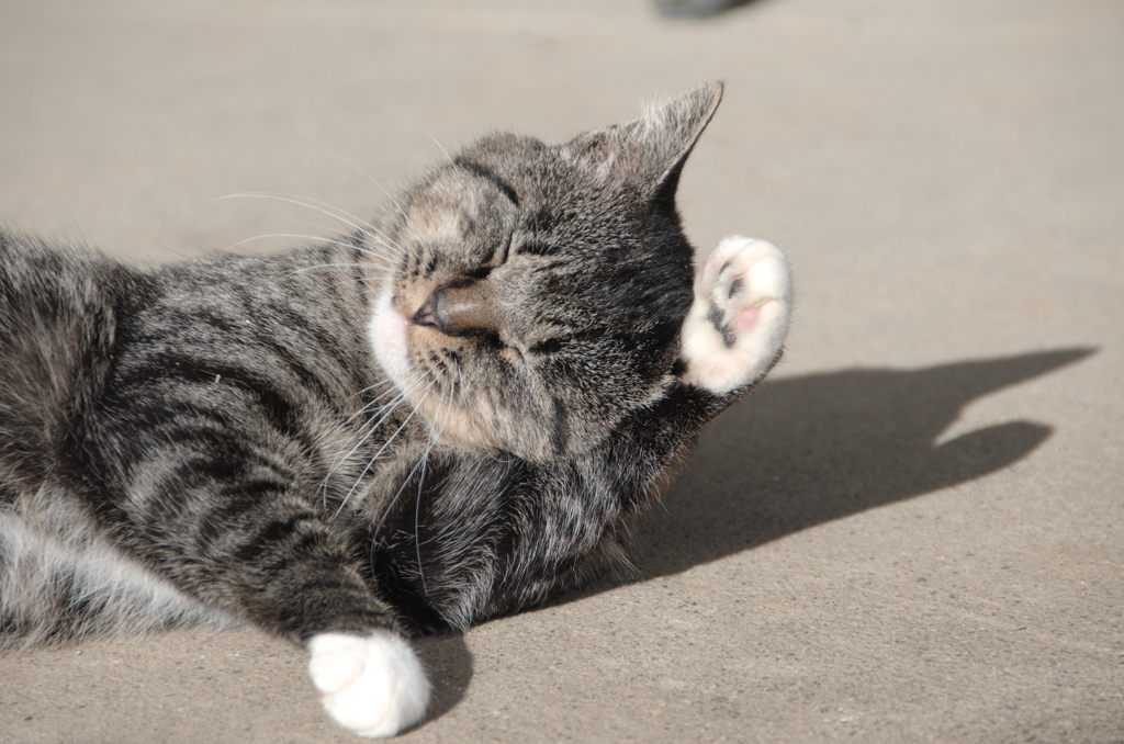 かゆいかゆいとまねきねこ