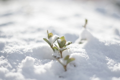 手がかじかむ積雪記念日