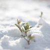 手がかじかむ積雪記念日