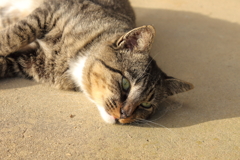遊び疲れた虚無猫さん
