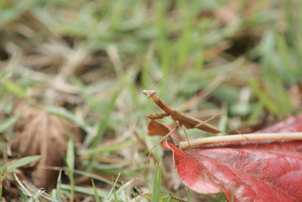 カメラの気配にかたまるカマキリ