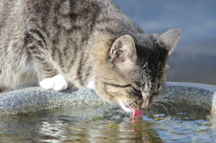 ちょろりちょろりと水を飲む