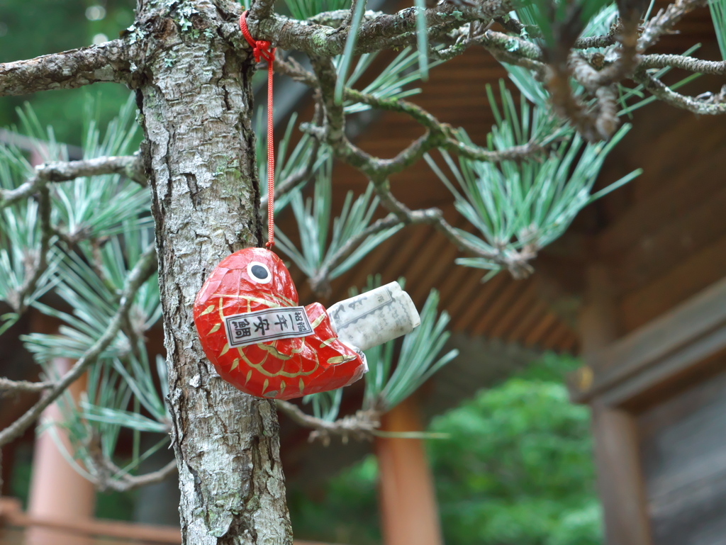 一年安鯛祈願中