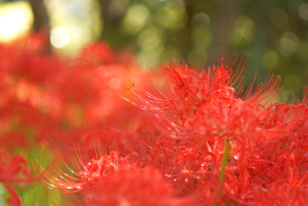 三途の川って紅いのか