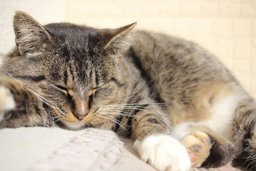 カメラに構わずうたた寝中