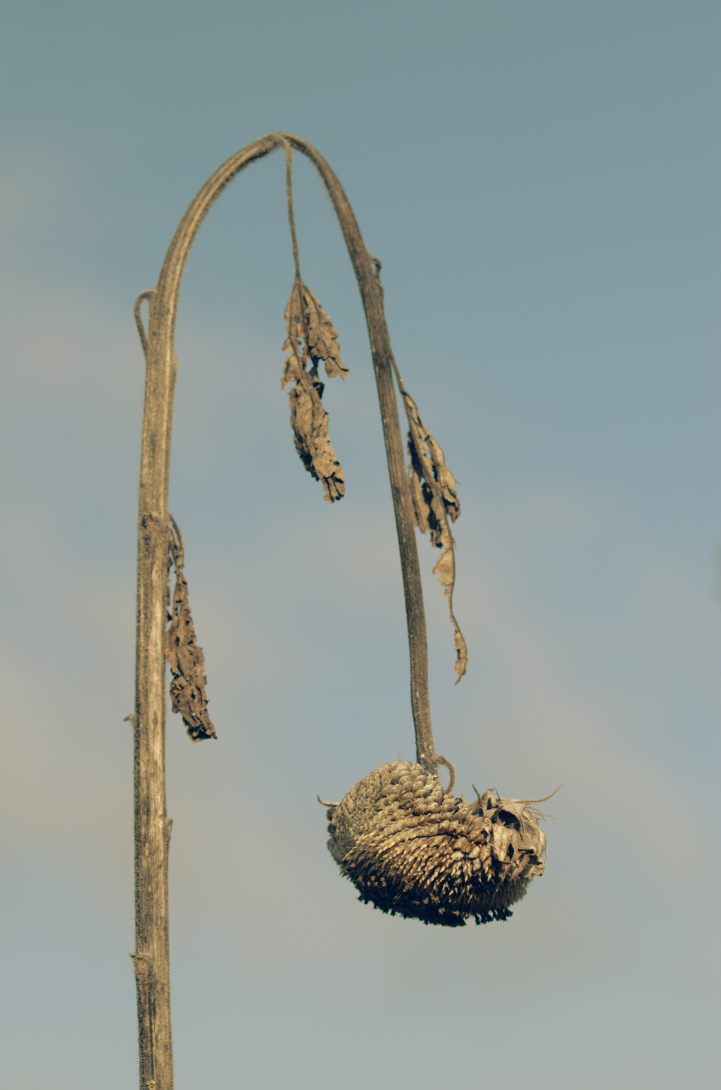 ぐったりひまわり今年の夏はお疲れさまでした