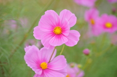 秋深まり、ピンクも深まる花畑