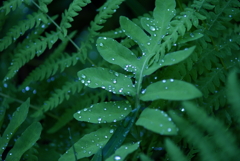 水も滴るいい葉っぱ、いやはじいてる