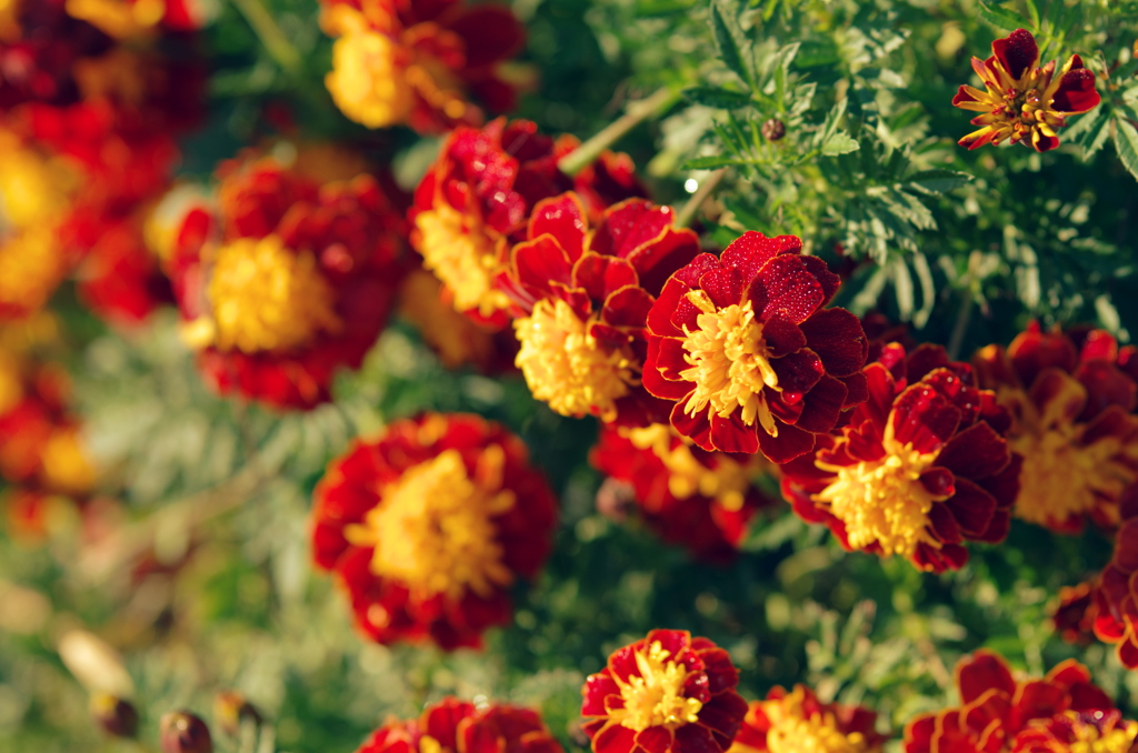 かわった匂いの出どころは、赤と黄色の花畑