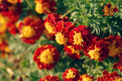 かわった匂いの出どころは、赤と黄色の花畑